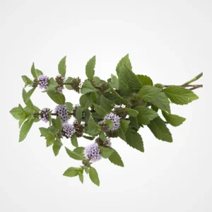 Menthe Pouliot