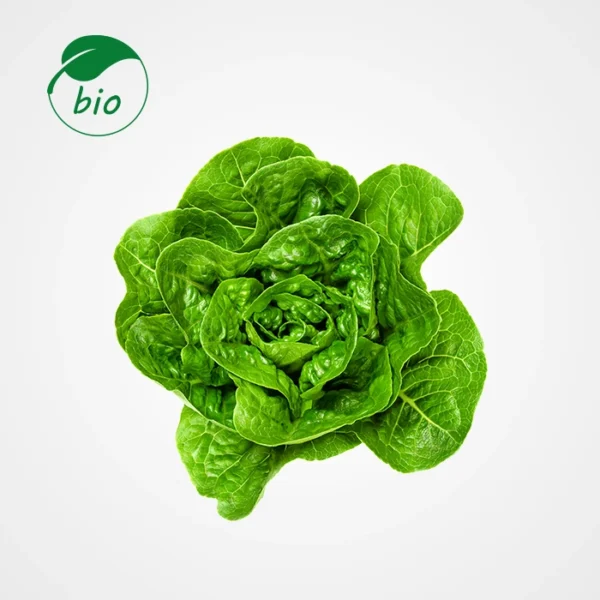 Laitue verte-Bio