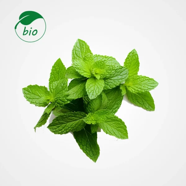 Menthe Marocaine-Bio