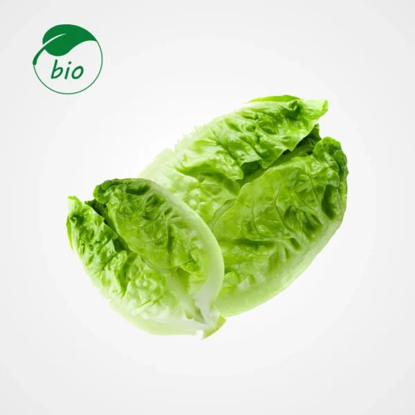 Salade sucrine-Bio